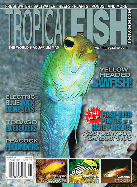 Tropical Fish Hobbyist — November 2008