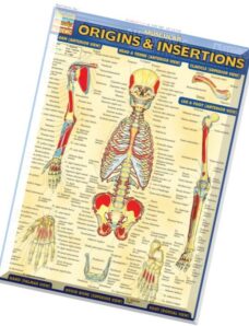 Muscular Origins & Insertions (QuickStudy)