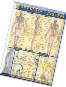 Skeletal System (QuickStudy)