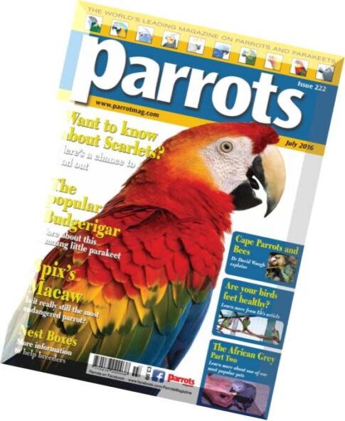 Parrots – July 2016