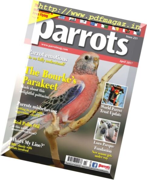 Parrots — April 2017