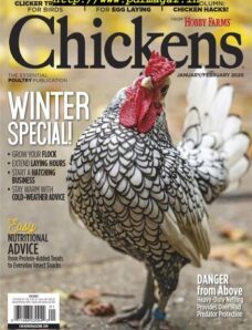 Chickens – January 2020